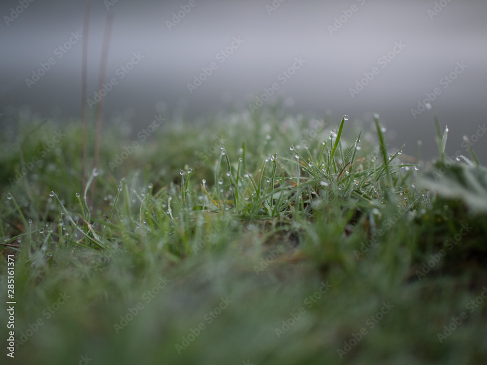 Fototapeta premium grass dew