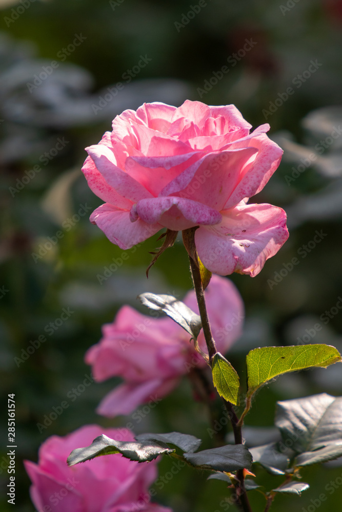 Flower rose closeup nature landscape. Flower rose closeup nature landscape.