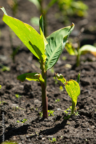 Green sprout of tobacco from the ground.