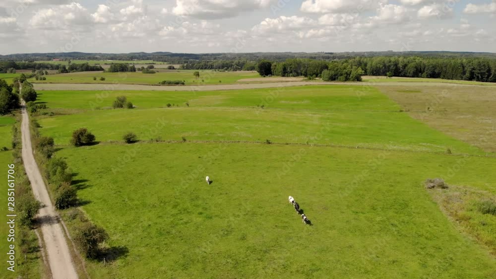 View over green pasture, cows walking on green grass, blue sky with clouds, View over green pasture, cows walking on green grass, blue sky with clouds,