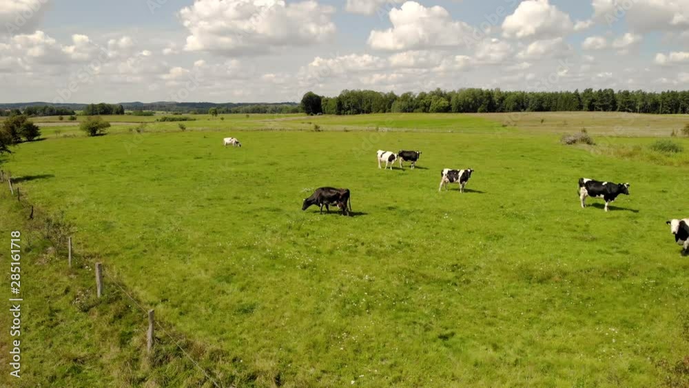 Aerial shot. View over green pasture, cows walking on green grass, in the middle there is a small water reservoir, blue sky with clouds Aerial shot. View over green pasture, cows walking on green grass, in the middle there is a small water reservoir, blue sky with clouds