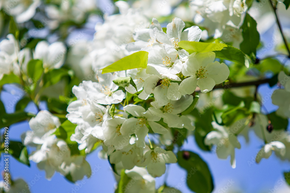 White flowers of apple cherry against the blue sky. Nature is spring.