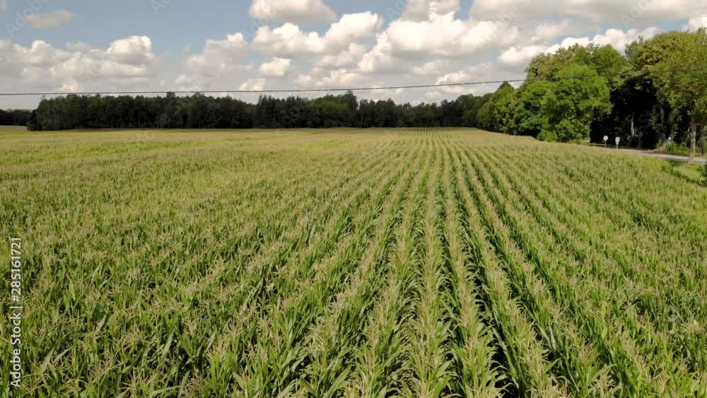 Slow fly over a cornfield, green corn matures in a field close to the road Slow fly over a cornfield, green corn matures in a field close to the road