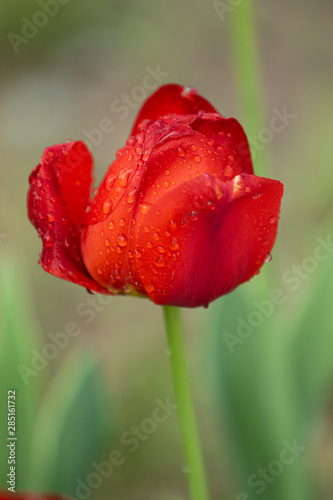 Flowers red tulips with raindrops  nature spring.