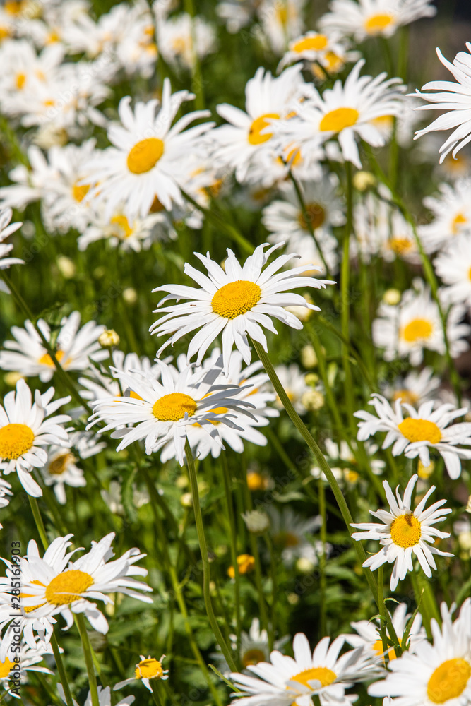 Daisy flower on green meadow. Chamomile background. Daisy flower on green meadow. Chamomile background.