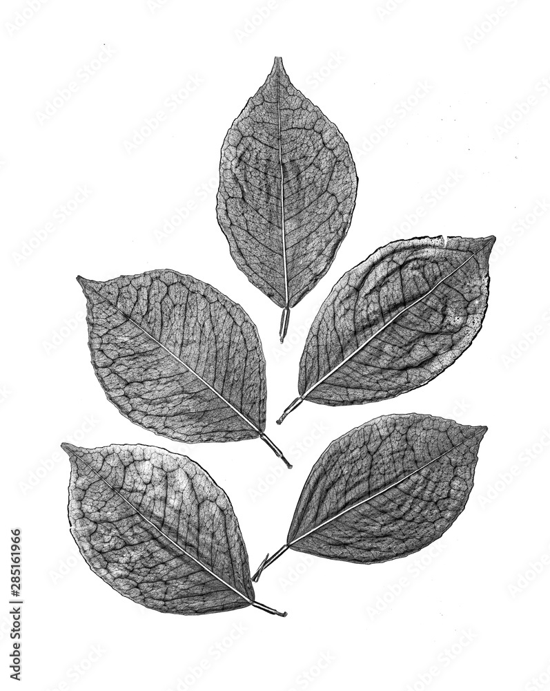 Black and white photo of a dried leaf on a white background.