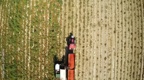 Tractor and picking machine harvest tomatoes, drone shot in slow motion static bird view photo