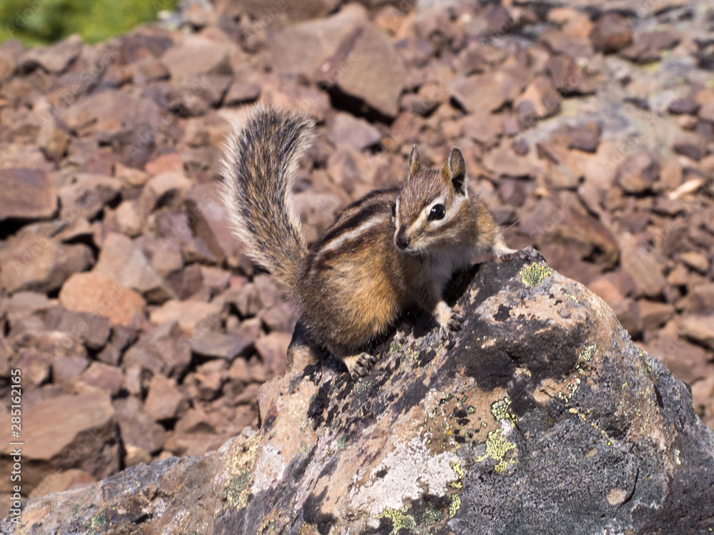 chipmunk chipmunk