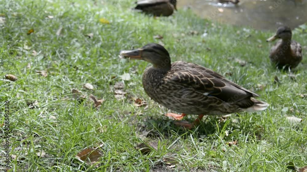 city pond with ducks city pond with ducks