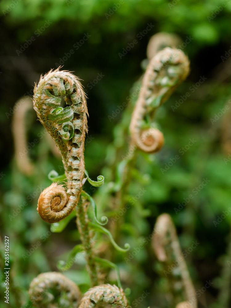 leaf of fern leaf of fern