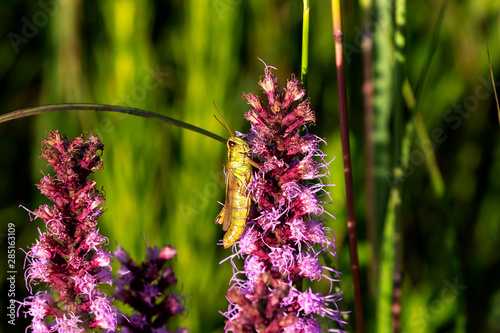 The red-legged grasshopper (Melanoplus femurrubrum) on  meadow photo