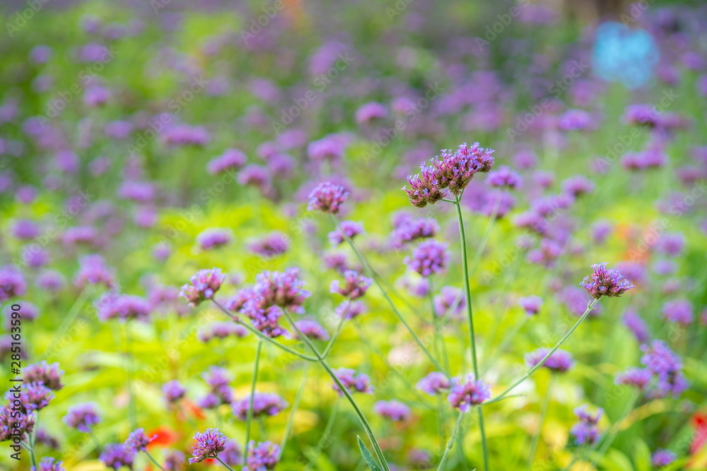 Beautiful small blue wild grass flowers close on blurred background. Photograph with copy space. Beautiful small blue wild grass flowers close on blurred background. Photograph with copy space.