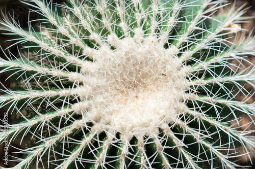 Big white cactus from top angle close up.