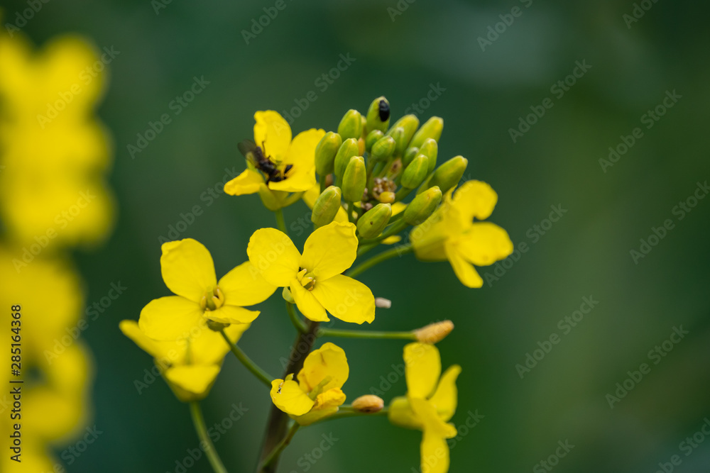 Colza Flowers in Bloom in Springtime Colza Flowers in Bloom in Springtime