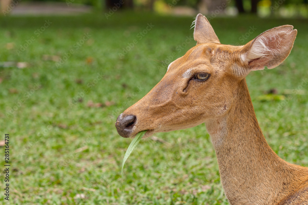 Close-up female Eld's deer or Brow-antlered deer (Rucervus eldii thamin) eating grass.