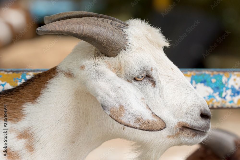 Fototapeta premium White Goat (Capra aegagrus hircus) in a farm begging for foods.