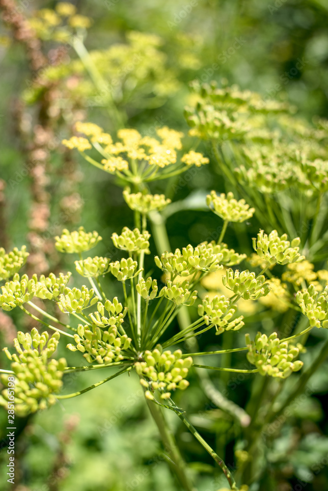 yellow wildflower parsnips yellow wildflower parsnips