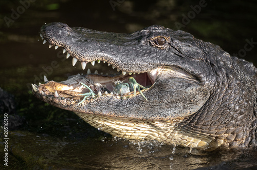 Alligator eating a snowy egret in Florida © Harry Collins