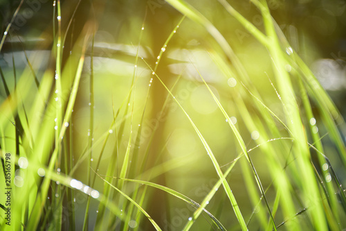 Lemongrass grown in the vegetable garden, herbs have medicinal properties.