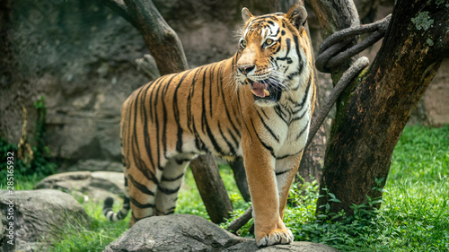 Fototapeta Naklejka Na Ścianę i Meble -  Beautiful Tiger Standing