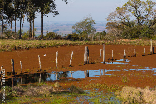 Infestation of Eichhornia crassipes in small lake 03 photo