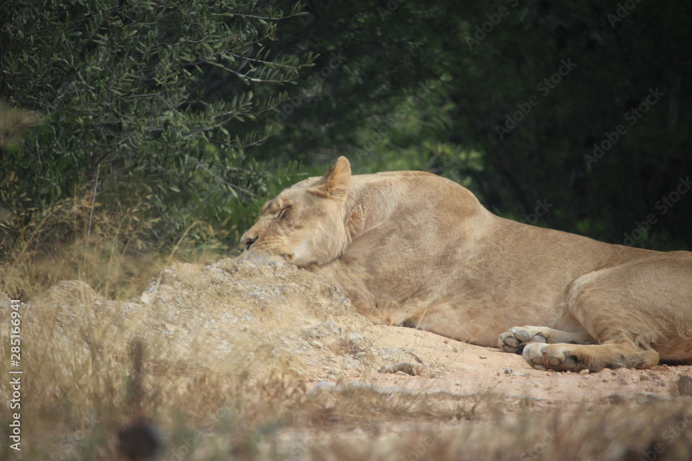 lionne allongée lionne allongée