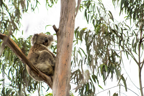 A Wild Koala in the You Yangs, Victoria, Australia.