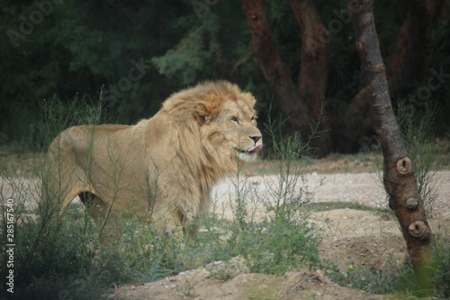 lion dans la savane