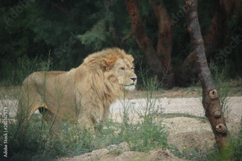 lion de la jungle