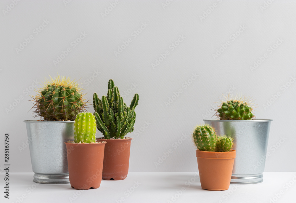 set of various cactus plants in pots. Cactus plant in different pot and view on table front of white wall set of various cactus plants in pots. Cactus plant in different pot and view on table front of white wall
