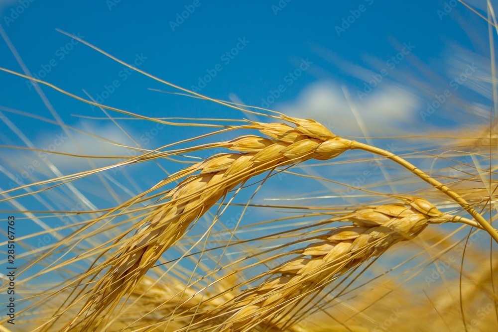 Rye field under the summer hot sun, ripe ears of rye Rye field under the summer hot sun, ripe ears of rye