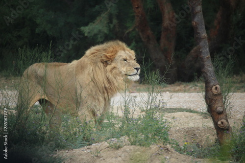 lion magnifique