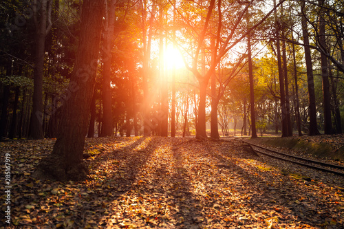 Fototapeta Naklejka Na Ścianę i Meble -  Golden sun beams streaming through idyllic forest in autumn.