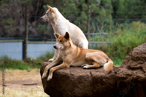 Dingos in a wildlife park on Philips Island, Victoria Australia
