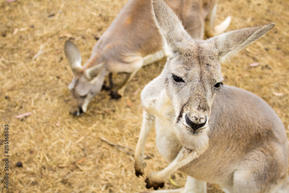 A small brown kangaroo on Phillips Island, Victoria, Australia.