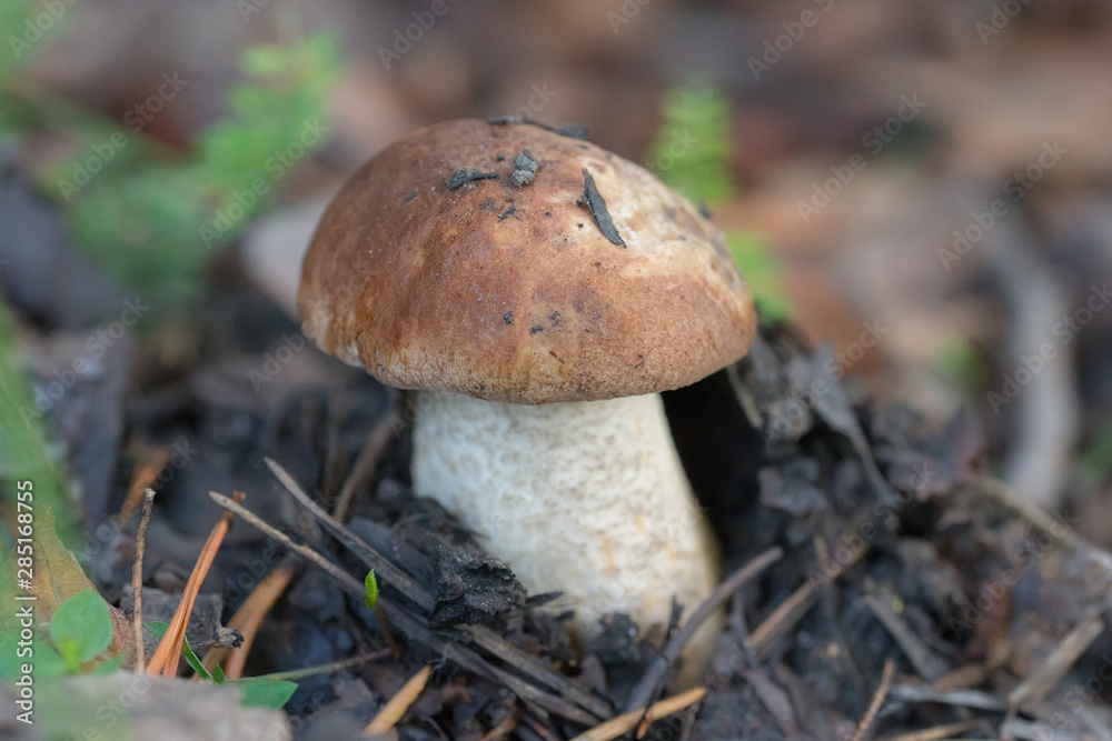 little boletus close up little boletus close up