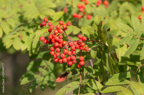 red berries in summer