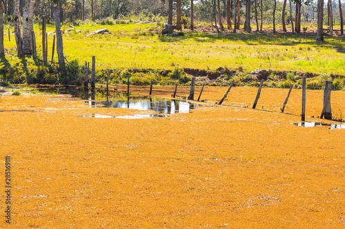 Infestation of Eichhornia crassipes in small lake 08 photo