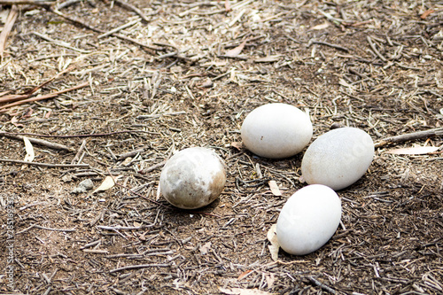 Abandoned Emu Eggs
