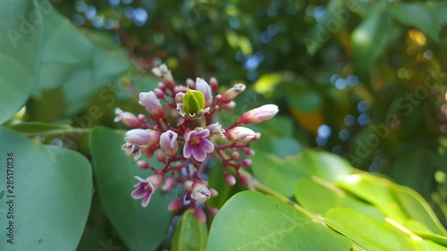 Starfruit flowers, herbal medicine for various diseases such as whooping cough photo