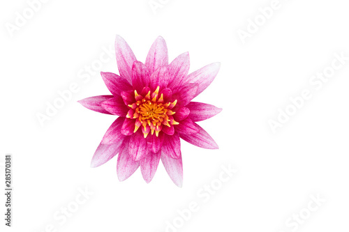 Pink blooming lotus isolated on white background with clipping path selection