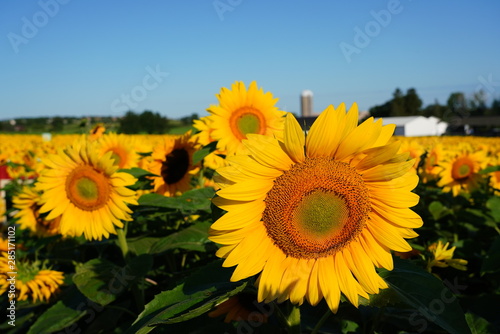 Beautiful Field of Sunflowers on a Summer Morning 