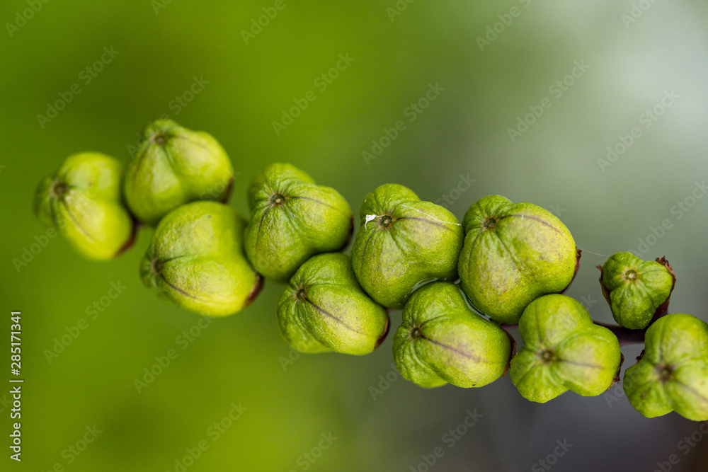 bunch of green crocosmia flower buds on the branch with blurry green background bunch of green crocosmia flower buds on the branch with blurry green background