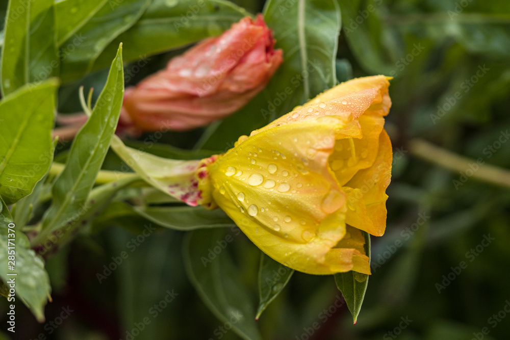 red and yellow flower bud in the garden with dense water drops on the petals after the rain red and yellow flower bud in the garden with dense water drops on the petals after the rain