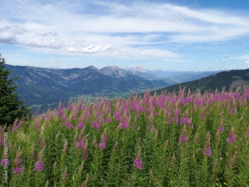 farbenfrohe Blumenwiese in den Alpen