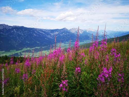 farbenfrohe Blumenwiese in den Alpen