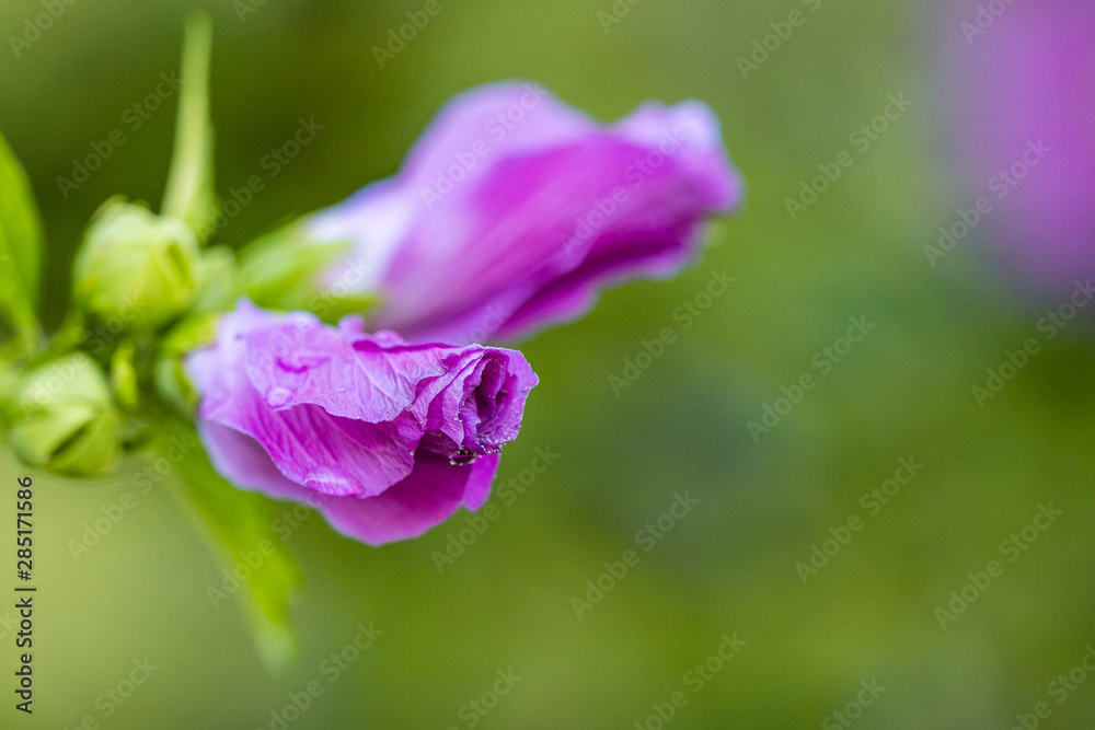 couple pink hollyhock flower buds ready to bloom in the garden with blurry green background