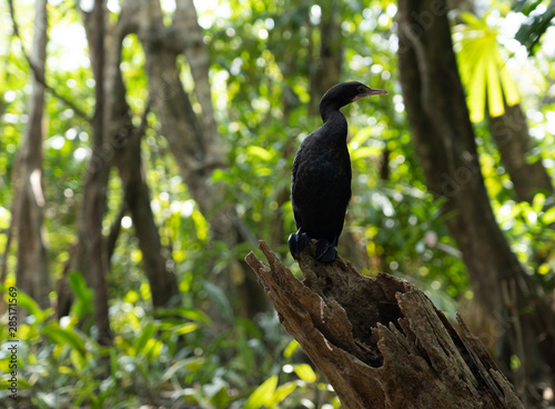 Cormorant shag on green trees in the morning rays of the sunrise.