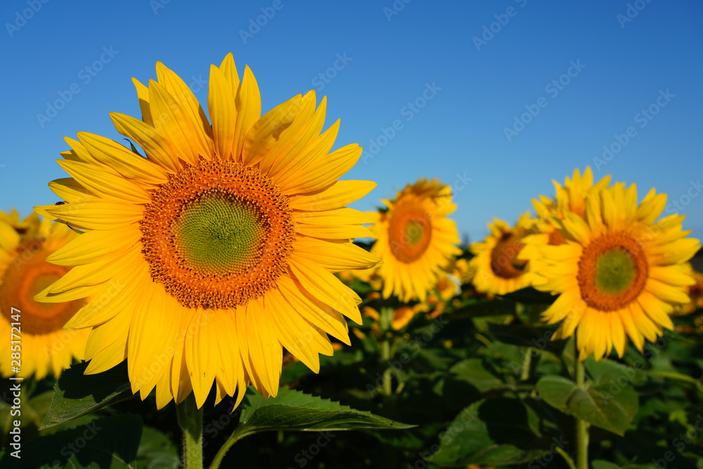 Beautiful Field of Sunflowers on a Summer Morning Beautiful Field of Sunflowers on a Summer Morning