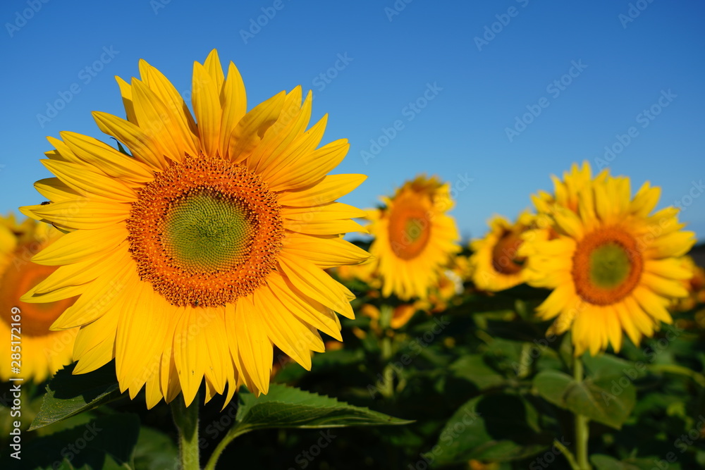 Beautiful Field of Sunflowers on a Summer Morning 
